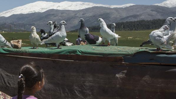 Some families fleeing Syria brought with them their prized homing pigeons. “I look at them and I remember home,” says one refugee at Mar el Kokh informal settlement, in Lebanon, where it is common to see homing pigeons flying overhead.